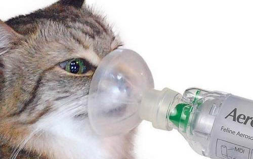 小猫咪口臭的原因及处理方法