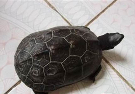 中华草龟怎么分公母？