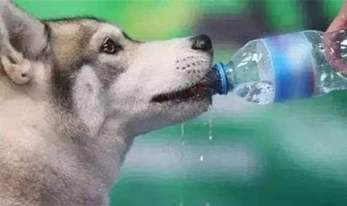 狗狗饭后多久可以洗澡？