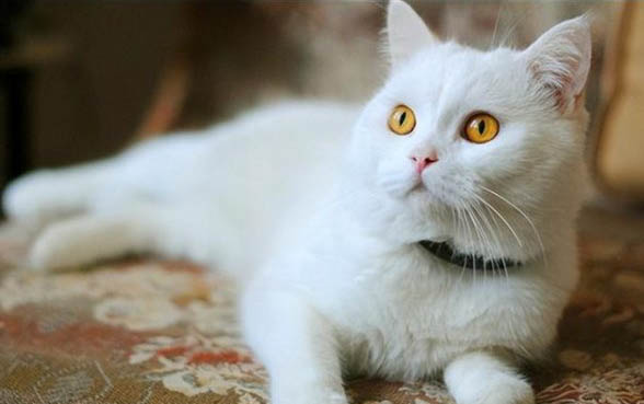 猫咪可以闻电蚊香液吗