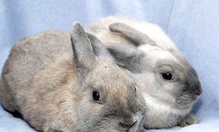 兔子怎样防止在窝里大小便