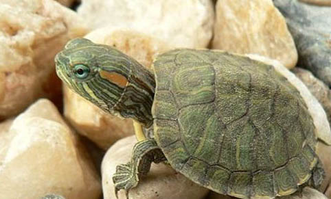 新手如何养好巴西龟？