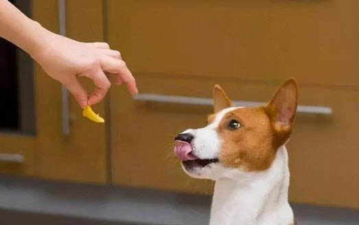 狗狗能吃番茄吗为什么
