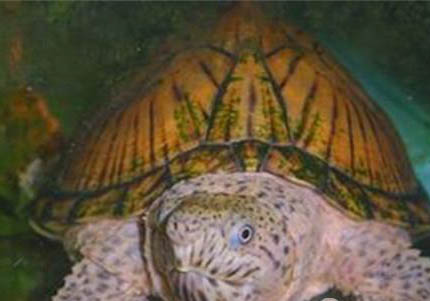 麝香龟可以浅水养吗