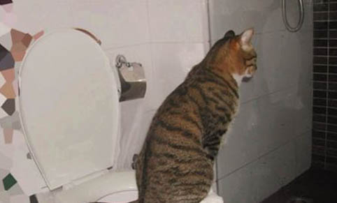 猫咪用了大宠爱多久可以洗澡