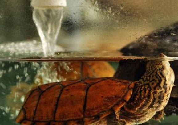麝香龟需要加温吗