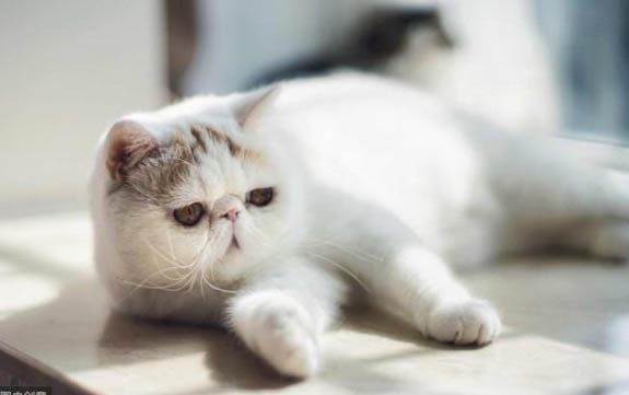 什么原因引起猫咪经常反复呕吐