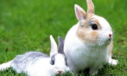 2个月的兔子可以吃毛豆壳吗