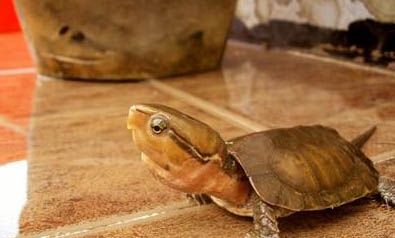 巴西龟要下蛋有什么症状