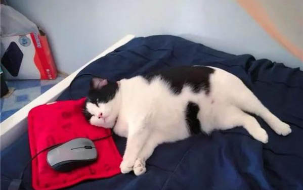 猫咪怎样才能长胖