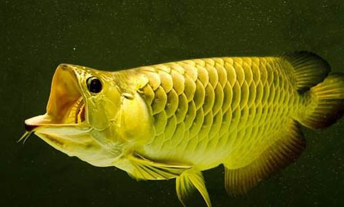 冷水观赏鱼有哪些品种？