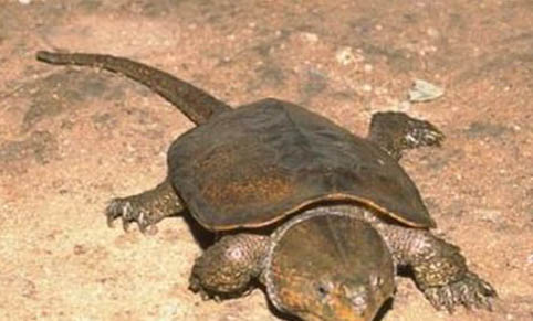 鹰嘴龟品种有哪些