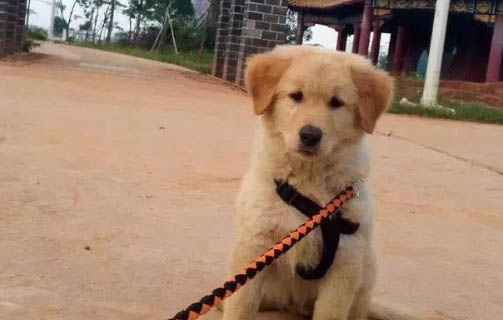 幼犬挑食