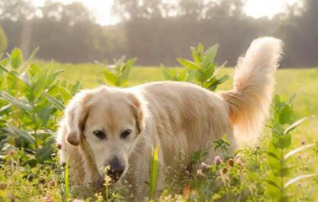 金毛犬怀孕要注意哪些问题