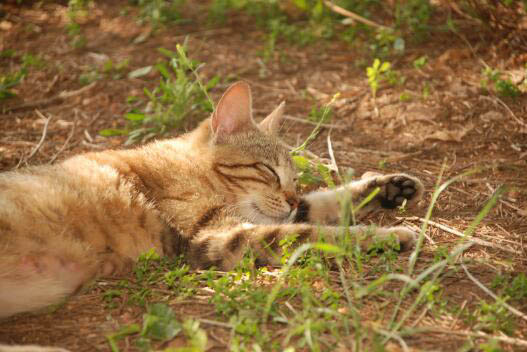 新买的猫咪多久和人熟悉