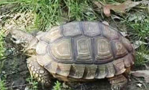 赫曼陆龟可以活多久