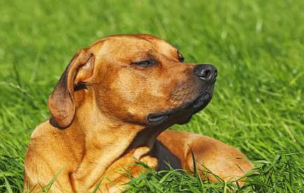狗狗吐舌头喘气是犬瘟吗？