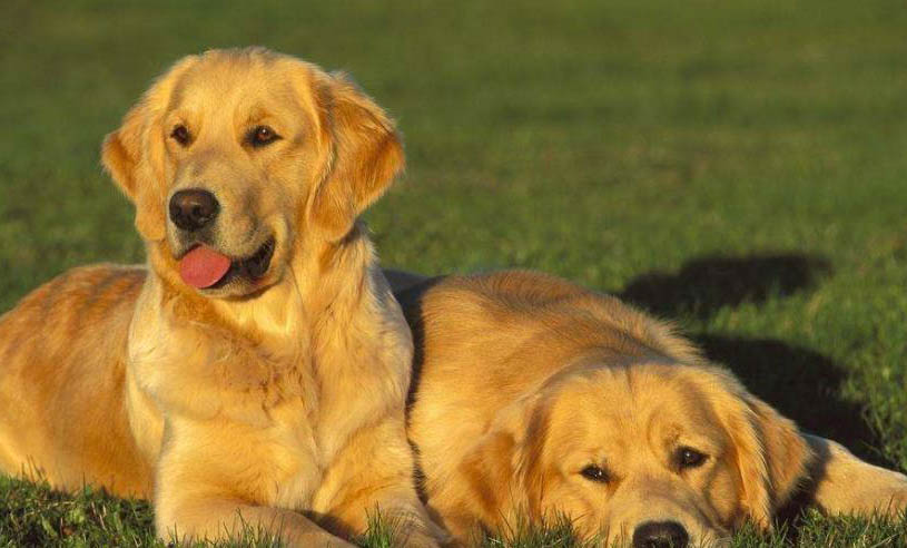 小型犬狗粮可以给大型犬吃吗