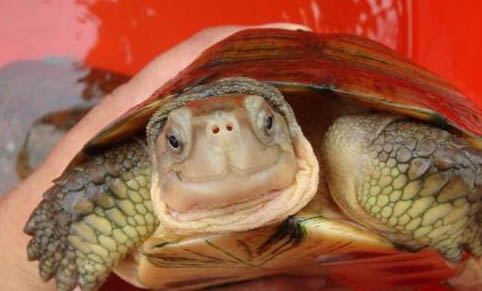 水龟半水龟的区别