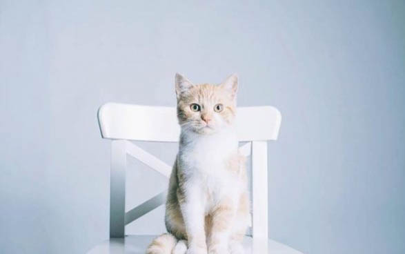 猫咪患上猫传腹出现黄疸还能活多久