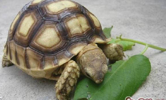 陆龟种类哪个好养