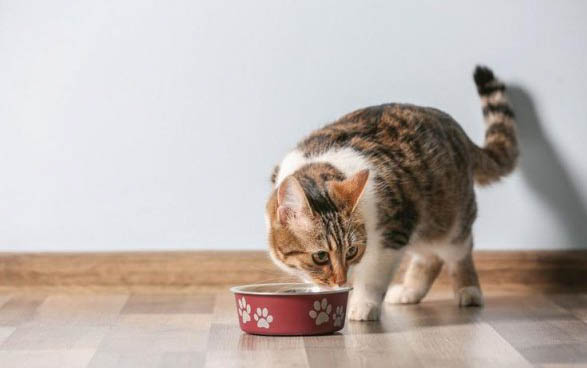 如何防止猫狗偷吃猫粮