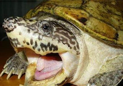 麝香龟可以和什么样的乌龟一起养