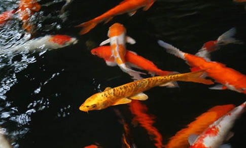 金鱼不打氧气能活多久