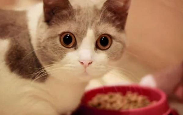一只小猫一吃东西就会吐是什么原因