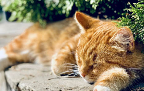 猫咪经常恶心呕吐是什么原因造成的？