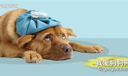狗狗感冒咳嗽用什么药
