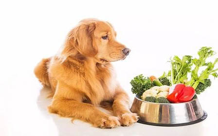 狗狗吃水果为什么吐啊