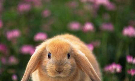 兔子可以活多久？