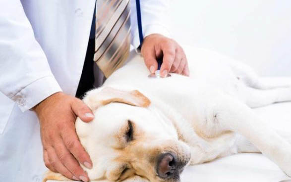 狗急性胃肠炎的输液治疗方法