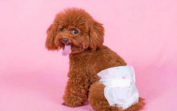 狗狗咳嗽吐血的原因及处理方法