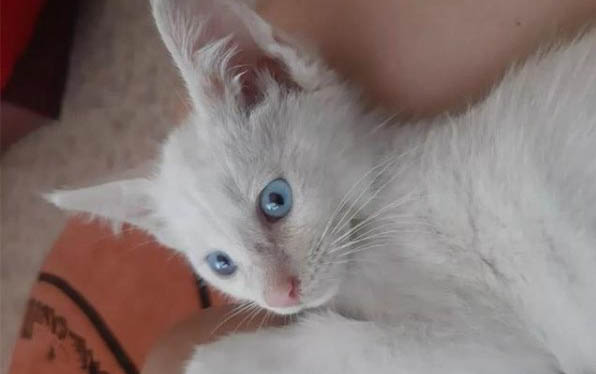 蓝眼白猫是不是聋子