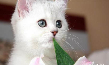 猫可以闻栀子花吗