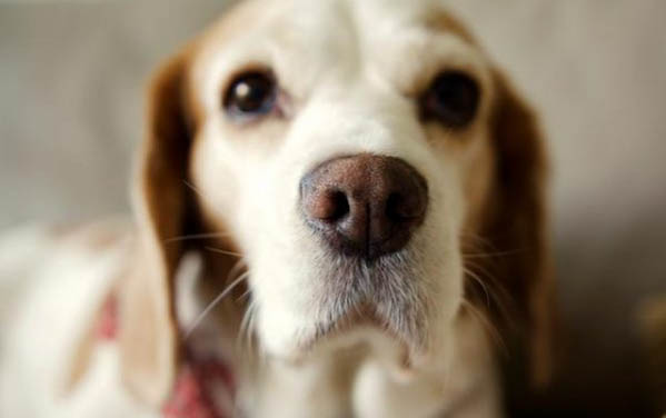 狗狗眼睛发绿的原因及处理方法