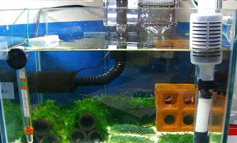 如何处理鱼缸水变绿