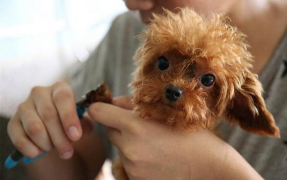 宠物狗：泰迪狗眼睛红突出的原因及处理方法
