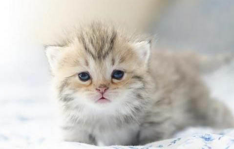 小奶猫多久睁眼睛