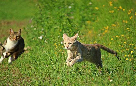 猫在家里丢了白天会躲在哪里