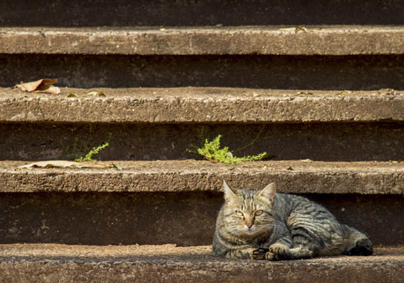 日本短尾猫黑下巴的原因及处理方法