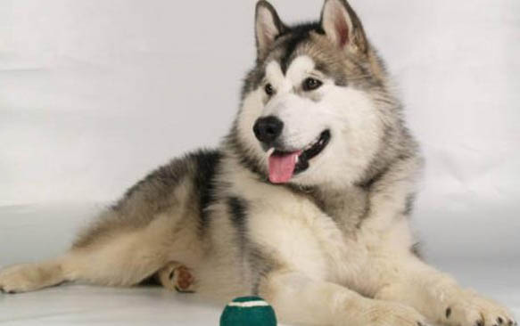 两个月的狗感冒肺炎的症状有哪些症状