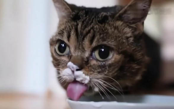 小猫拉肚子吃什么药？