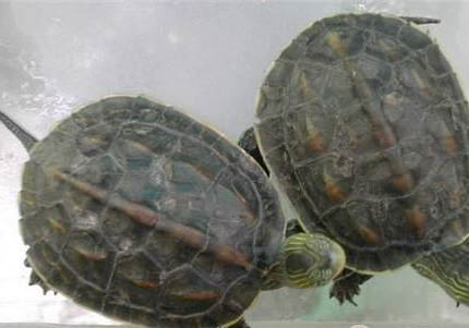 中华花龟和中华草龟有什么区别