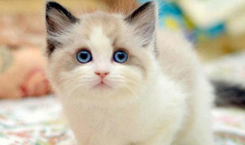 猫第一胎能生几只？