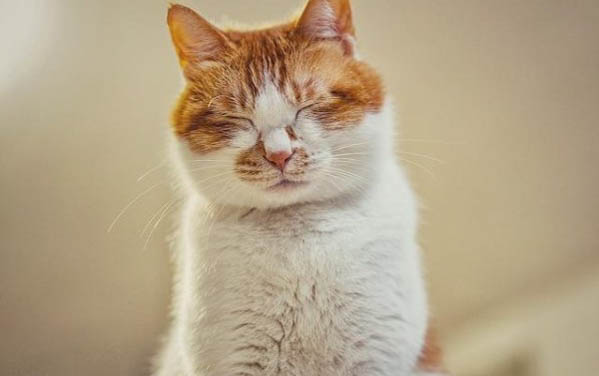 宠物猫：成年猫咪一天应该吃多少猫粮