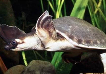 猪鼻龟可以和什么鱼混养