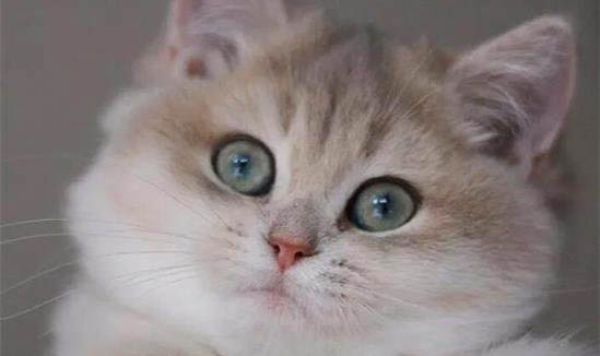 猫咪耳螨会传染眼睛吗